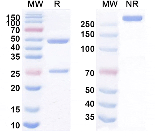 SDS-PAGE - Anti-VSIG4 Antibody [EU13] Biosimilar - BSA and Azide free (A339280) - Antibodies.com