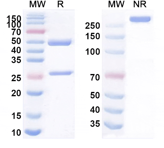 SDS-PAGE - Anti-VSIG4 Antibody [VTX-1218] Biosimilar - BSA and Azide free (A339281) - Antibodies.com