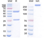 SDS-PAGE - Anti-VSIG4 Antibody [VTX-1218] Biosimilar - BSA and Azide free (A339281) - Antibodies.com