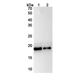 SDS-PAGE - Anti-IL-11 Antibody [X23] Biosimilar - BSA and Azide free (A339283) - Antibodies.com