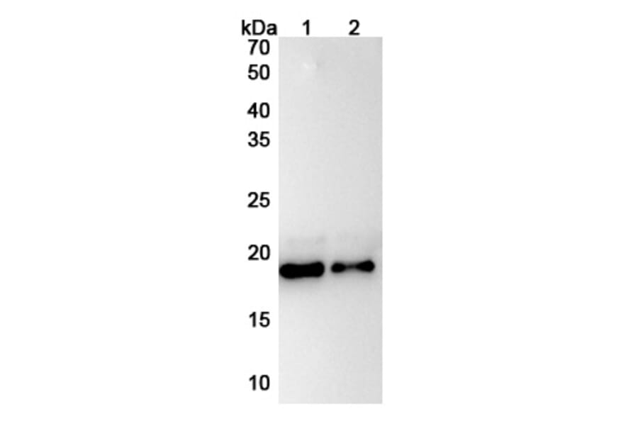 SDS-PAGE - Anti-IL-11 Antibody [X23] Biosimilar - BSA and Azide free (A339283) - Antibodies.com