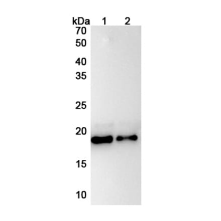 SDS-PAGE - Anti-IL-11 Antibody [X23] Biosimilar - BSA and Azide free (A339283) - Antibodies.com