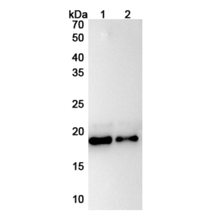 SDS-PAGE - Anti-IL-11 Antibody [X23] Biosimilar - BSA and Azide free (A339283) - Antibodies.com