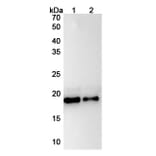 SDS-PAGE - Anti-IL-11 Antibody [X23] Biosimilar - BSA and Azide free (A339283) - Antibodies.com