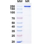 SDS-PAGE - Anti-IL-11 Antibody [X23] Biosimilar - BSA and Azide free (A339283) - Antibodies.com