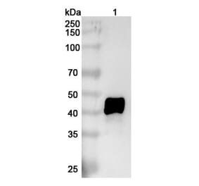 SDS-PAGE - Anti-IL-11RA Antibody [X29] Biosimilar - BSA and Azide free (A339284) - Antibodies.com