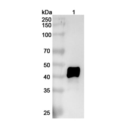 SDS-PAGE - Anti-IL-11RA Antibody [X29] Biosimilar - BSA and Azide free (A339284) - Antibodies.com