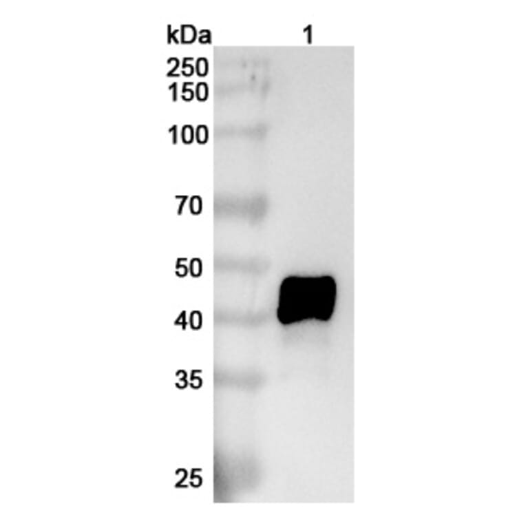 SDS-PAGE - Anti-IL-11RA Antibody [X29] Biosimilar - BSA and Azide free (A339284) - Antibodies.com