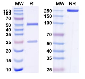 SDS-PAGE - Anti-CD96 Antibody [GSK69768] Biosimilar - BSA and Azide free (A339286) - Antibodies.com