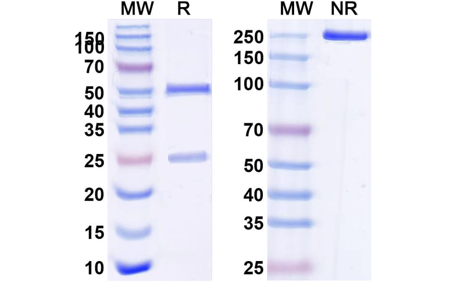 SDS-PAGE - Anti-CD96 Antibody [GSK69768] Biosimilar - BSA and Azide free (A339286) - Antibodies.com