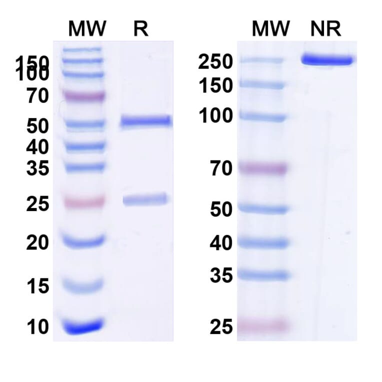 SDS-PAGE - Anti-CD96 Antibody [GSK69768] Biosimilar - BSA and Azide free (A339286) - Antibodies.com