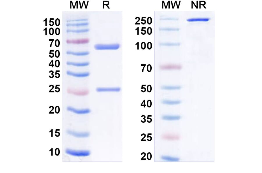 SDS-PAGE - Anti-VISTA Antibody [HMBD-2] Biosimilar - BSA and Azide free (A339287) - Antibodies.com