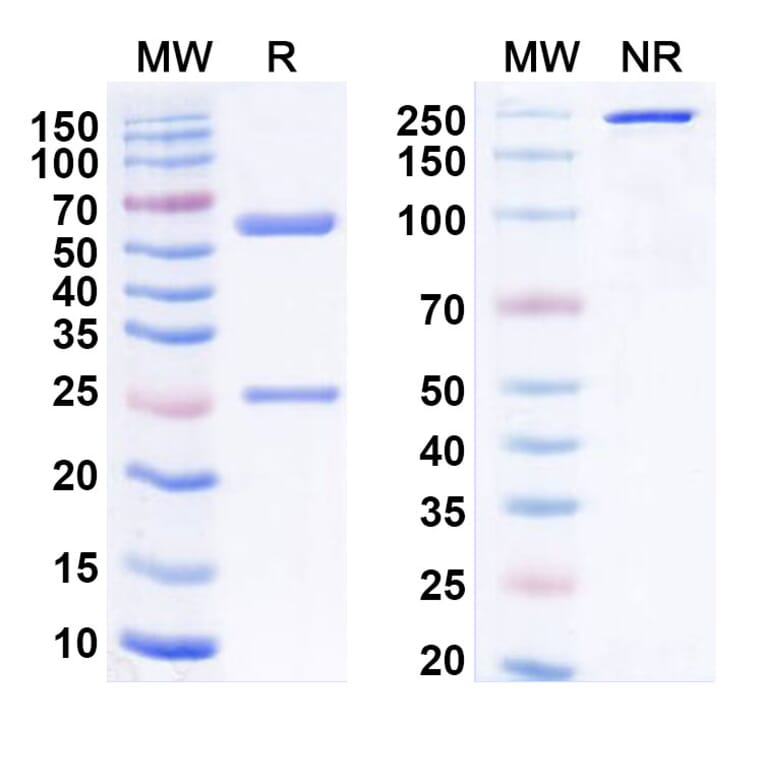 SDS-PAGE - Anti-VISTA Antibody [HMBD-2] Biosimilar - BSA and Azide free (A339287) - Antibodies.com