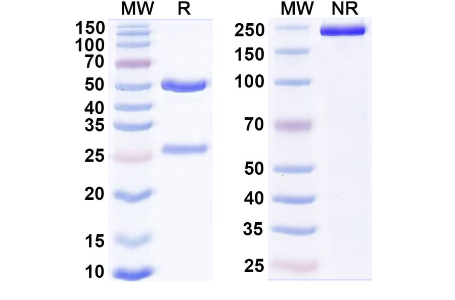 SDS-PAGE - Anti-VISTA Antibody [CI-8993] Biosimilar - BSA and Azide free (A339288) - Antibodies.com
