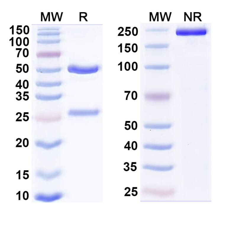 SDS-PAGE - Anti-VISTA Antibody [CI-8993] Biosimilar - BSA and Azide free (A339288) - Antibodies.com