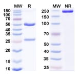 SDS-PAGE - Anti-VISTA Antibody [CI-8993] Biosimilar - BSA and Azide free (A339288) - Antibodies.com