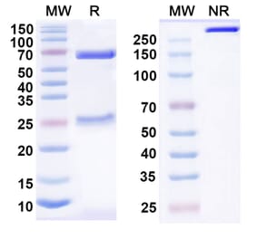 SDS-PAGE - Anti-CD200R Antibody [23ME-61] Biosimilar - BSA and Azide free (A339289) - Antibodies.com