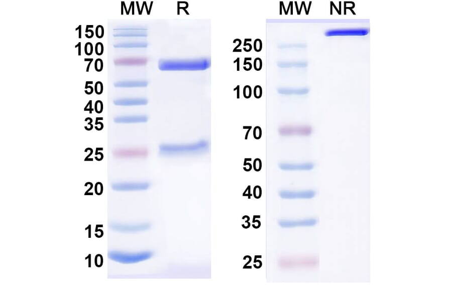SDS-PAGE - Anti-CD200R Antibody [23ME-61] Biosimilar - BSA and Azide free (A339289) - Antibodies.com