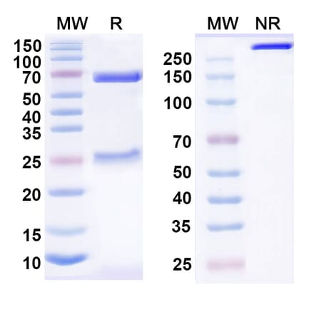 SDS-PAGE - Anti-CD200R Antibody [23ME-61] Biosimilar - BSA and Azide free (A339289) - Antibodies.com