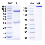 SDS-PAGE - Anti-CD200R Antibody [23ME-61] Biosimilar - BSA and Azide free (A339289) - Antibodies.com