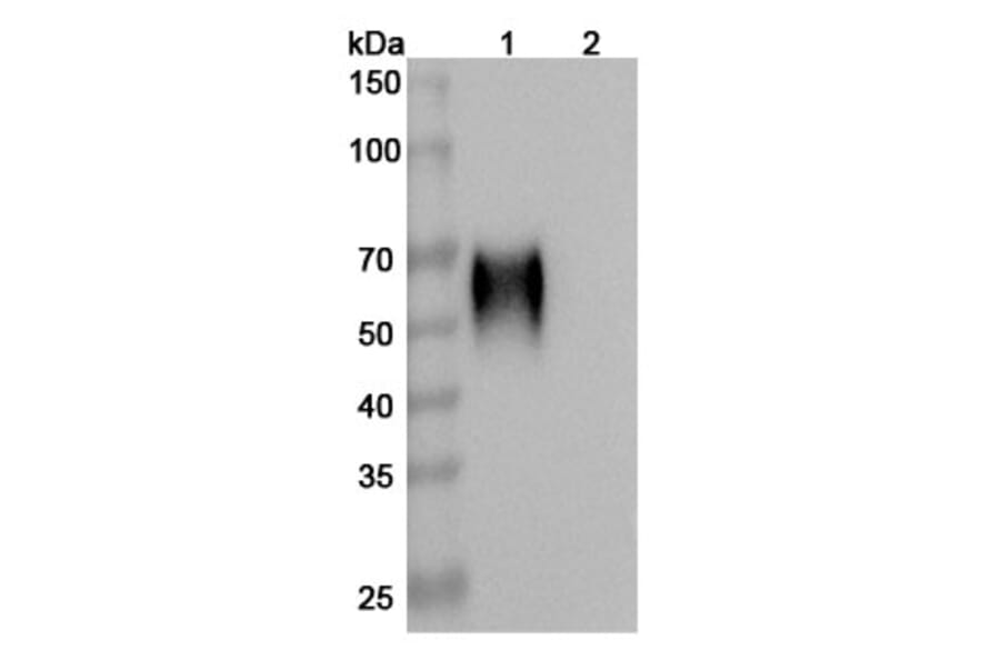 SDS-PAGE - Anti-CD200R Antibody [23ME-61] Biosimilar - BSA and Azide free (A339289) - Antibodies.com
