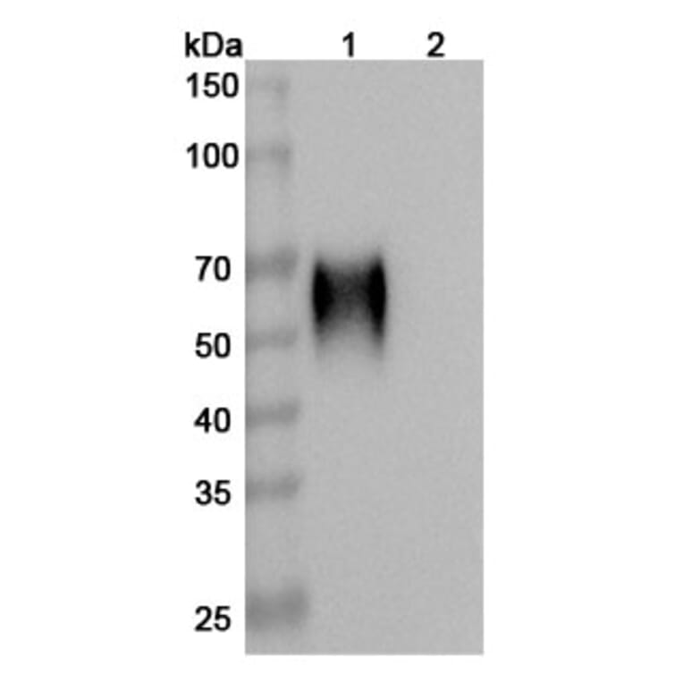 SDS-PAGE - Anti-CD200R Antibody [23ME-61] Biosimilar - BSA and Azide free (A339289) - Antibodies.com