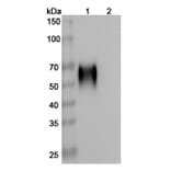 SDS-PAGE - Anti-CD200R Antibody [23ME-61] Biosimilar - BSA and Azide free (A339289) - Antibodies.com