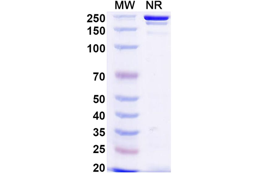 SDS-PAGE - Anti-TREM2 Antibody [al2] Biosimilar - BSA and Azide free (A339290) - Antibodies.com