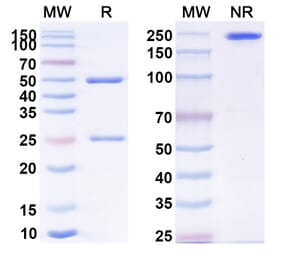 SDS-PAGE - Anti-PVR Antibody [Ab825] Biosimilar - BSA and Azide free (A339293) - Antibodies.com