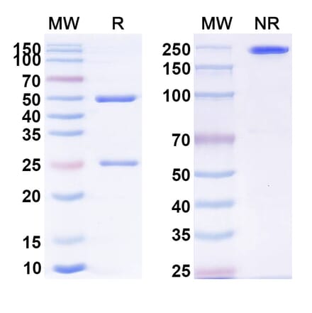 SDS-PAGE - Anti-CD226 Antibody [lilly1] Biosimilar - BSA and Azide free (A339294) - Antibodies.com