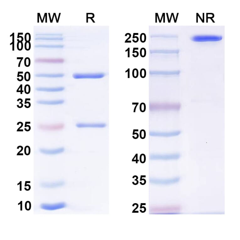 SDS-PAGE - Anti-CD226 Antibody [lilly1] Biosimilar - BSA and Azide free (A339294) - Antibodies.com