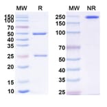 SDS-PAGE - Anti-CD226 Antibody [lilly1] Biosimilar - BSA and Azide free (A339294) - Antibodies.com