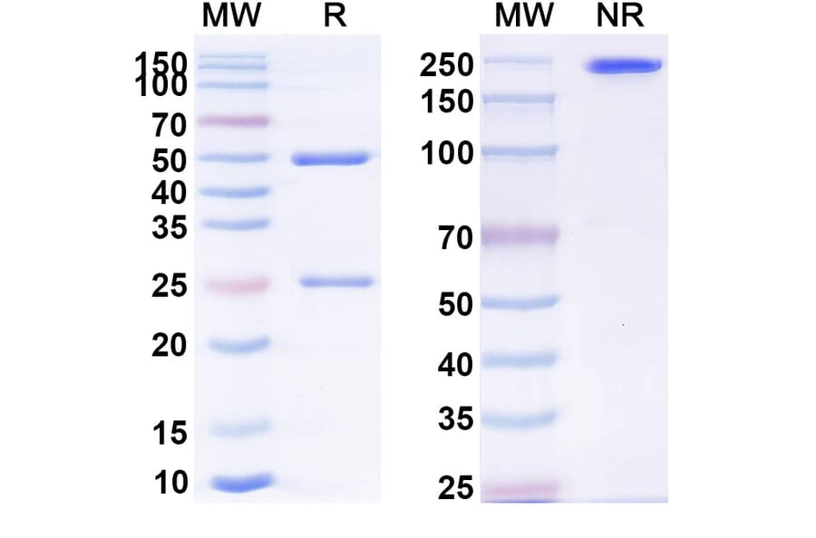 SDS-PAGE - Anti-CD226 Antibody [COMPASS1] Biosimilar - BSA and Azide free (A339295) - Antibodies.com