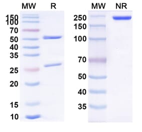 SDS-PAGE - Anti-IL-4 Antibody [25D2] Biosimilar - BSA and Azide free (A339296) - Antibodies.com