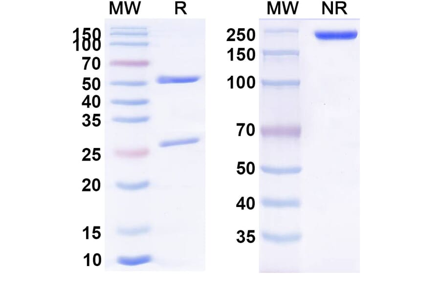 SDS-PAGE - Anti-IL-4 Antibody [25D2] Biosimilar - BSA and Azide free (A339296) - Antibodies.com