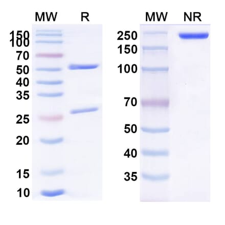 SDS-PAGE - Anti-IL-4 Antibody [25D2] Biosimilar - BSA and Azide free (A339296) - Antibodies.com