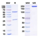 SDS-PAGE - Anti-IL-4 Antibody [25D2] Biosimilar - BSA and Azide free (A339296) - Antibodies.com