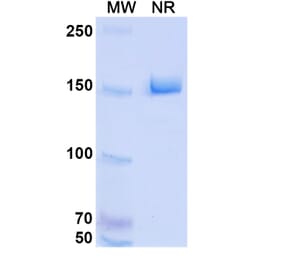 SDS-PAGE - HKT288 Biosimilar - Anti-Cadherin-6 Antibody - BSA and Azide free (A339297) - Antibodies.com