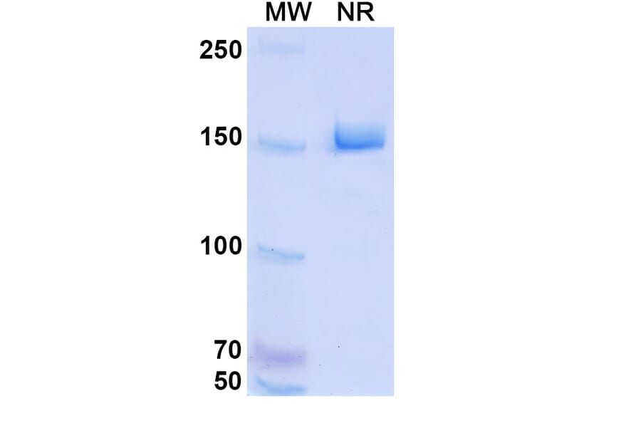 SDS-PAGE - HKT288 Biosimilar - Anti-Cadherin-6 Antibody - BSA and Azide free (A339297) - Antibodies.com