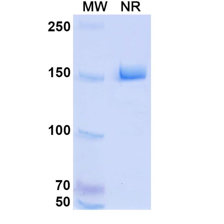 SDS-PAGE - HKT288 Biosimilar - Anti-Cadherin-6 Antibody - BSA and Azide free (A339297) - Antibodies.com