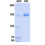 SDS-PAGE - HKT288 Biosimilar - Anti-Cadherin-6 Antibody - BSA and Azide free (A339297) - Antibodies.com