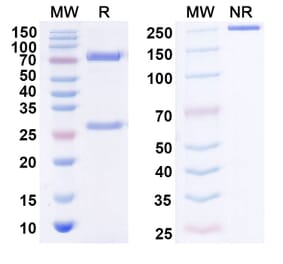 SDS-PAGE - IPH4301 Biosimilar - Anti-MICA + MICB Antibody - BSA and Azide free (A339298) - Antibodies.com