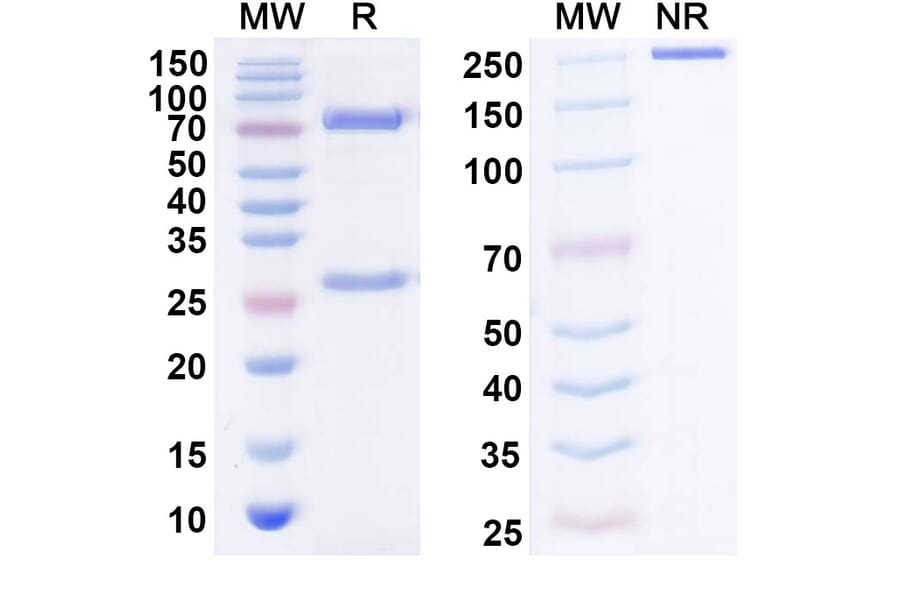 SDS-PAGE - IPH4301 Biosimilar - Anti-MICA + MICB Antibody - BSA and Azide free (A339298) - Antibodies.com