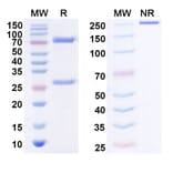 SDS-PAGE - IPH4301 Biosimilar - Anti-MICA + MICB Antibody - BSA and Azide free (A339298) - Antibodies.com