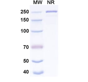 SDS-PAGE - Pemtumomab Biosimilar - Anti-MUC1 Antibody - BSA and Azide free (A339299) - Antibodies.com