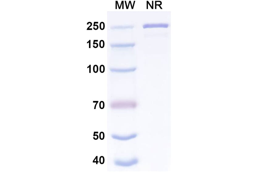 SDS-PAGE - Pemtumomab Biosimilar - Anti-MUC1 Antibody - BSA and Azide free (A339299) - Antibodies.com