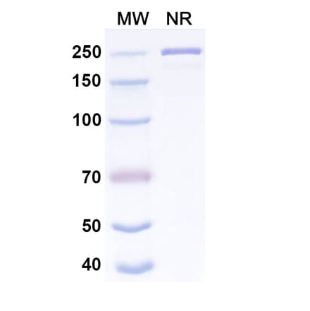 SDS-PAGE - Pemtumomab Biosimilar - Anti-MUC1 Antibody - BSA and Azide free (A339299) - Antibodies.com