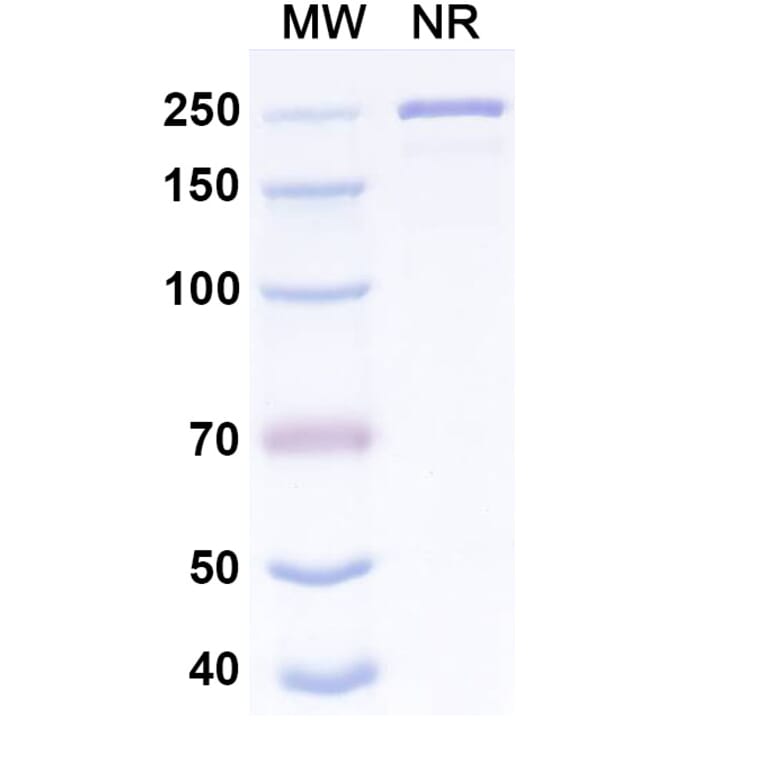 SDS-PAGE - Pemtumomab Biosimilar - Anti-MUC1 Antibody - BSA and Azide free (A339299) - Antibodies.com