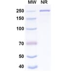 SDS-PAGE - Pemtumomab Biosimilar - Anti-MUC1 Antibody - BSA and Azide free (A339299) - Antibodies.com