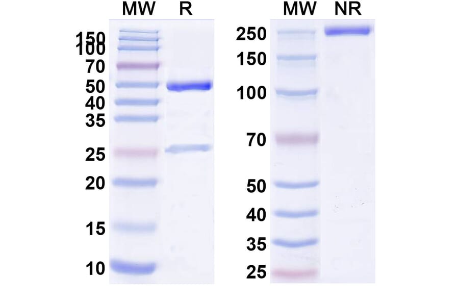 SDS-PAGE - Fanolesomab Biosimilar - Anti-CD15 Antibody - BSA and Azide free (A339300) - Antibodies.com